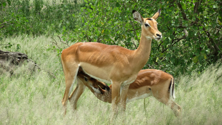 antilopes