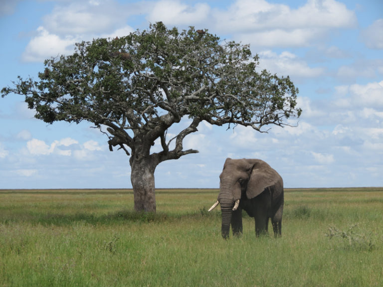 elephant-arbre