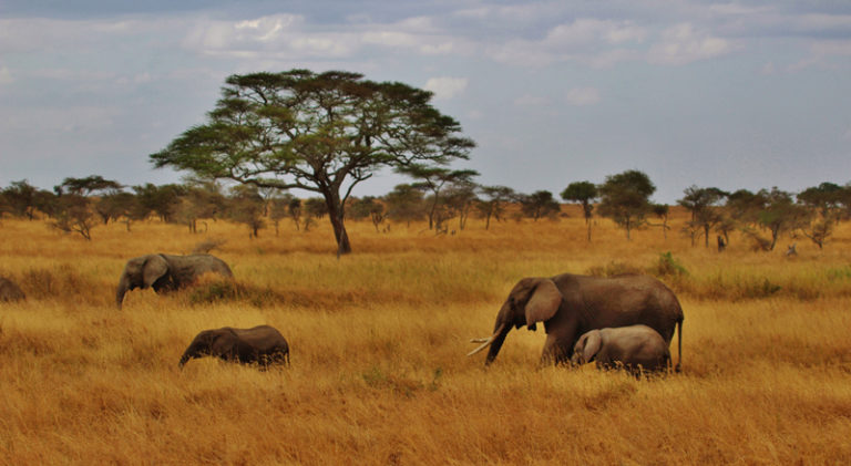 elephant-savane-arbre