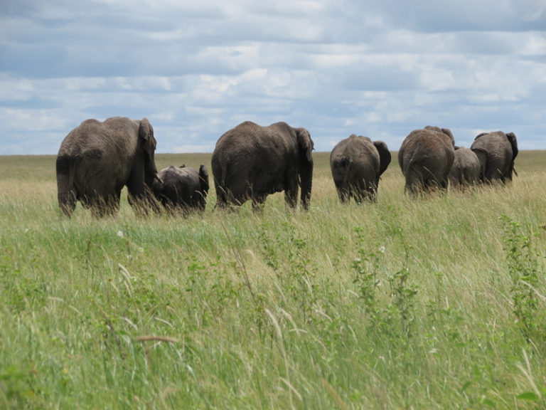 elephants