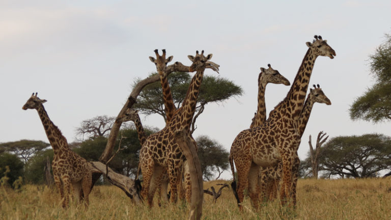 girafes