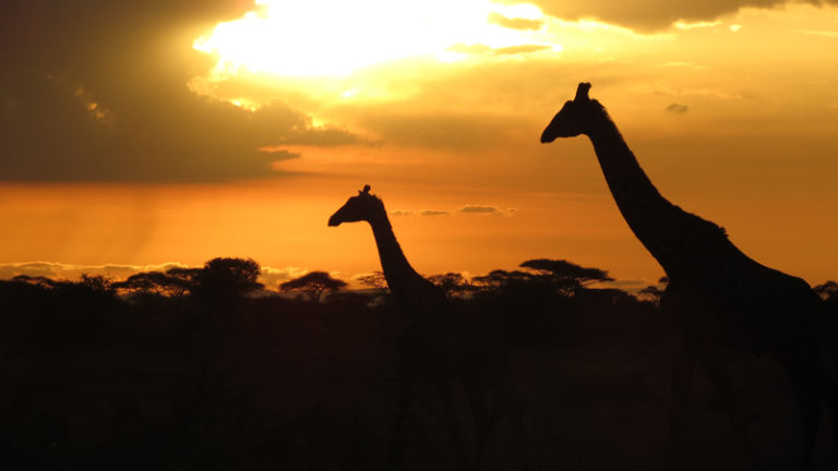 girafes-coucher-soleil2