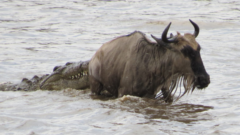 gnou-et-crocodile