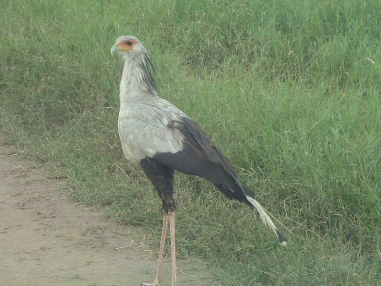 grand-oiseau