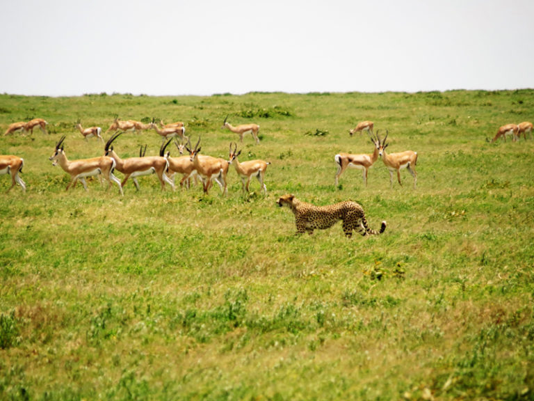 guepard-dans-savane