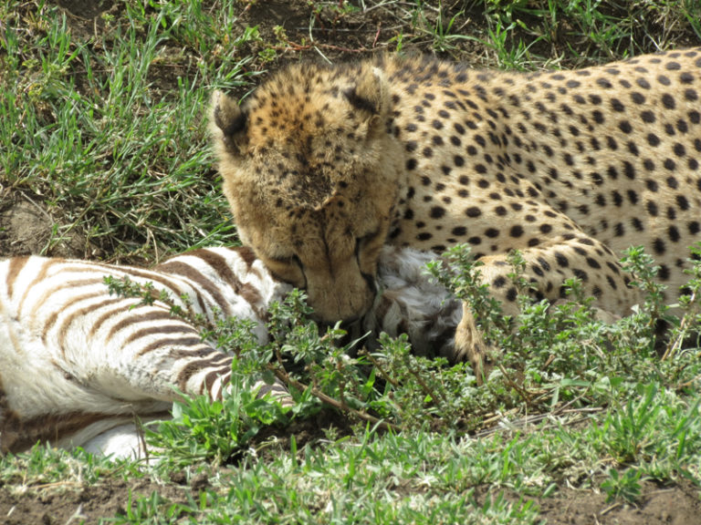 guepard-qui-mange