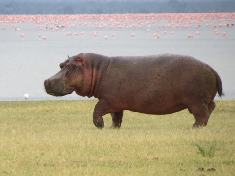 hippopotame2