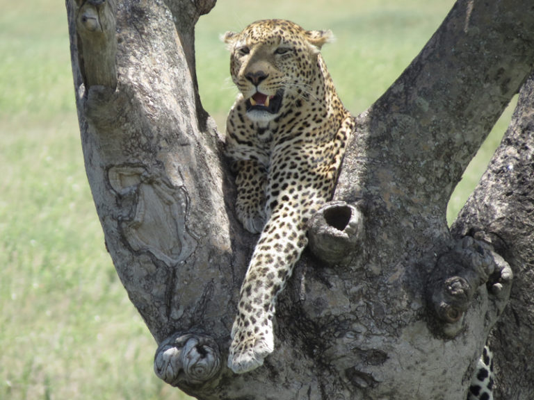 leopar-dans-arbre