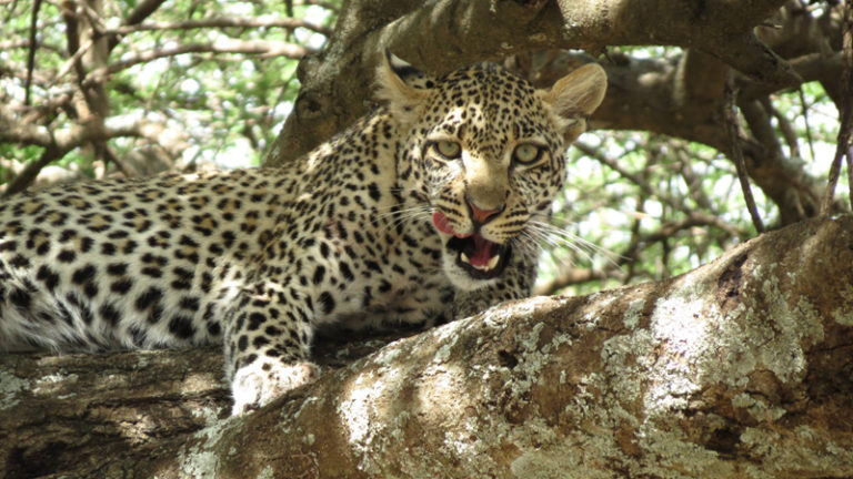 leopard-dans-un-arbre