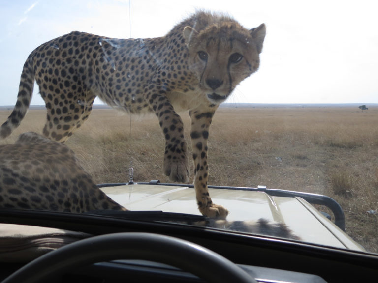 leopard-sur-jeep