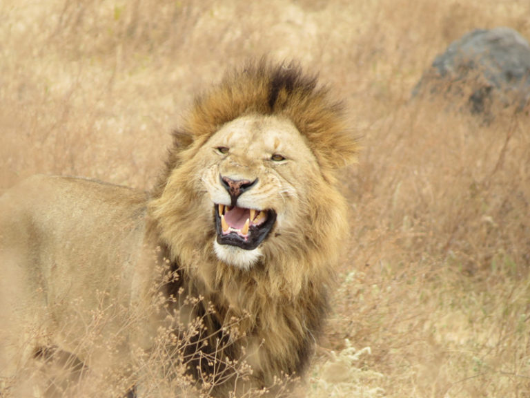 lion-rugissant