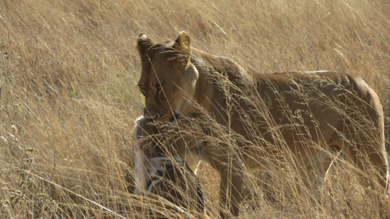 lionne-antilope