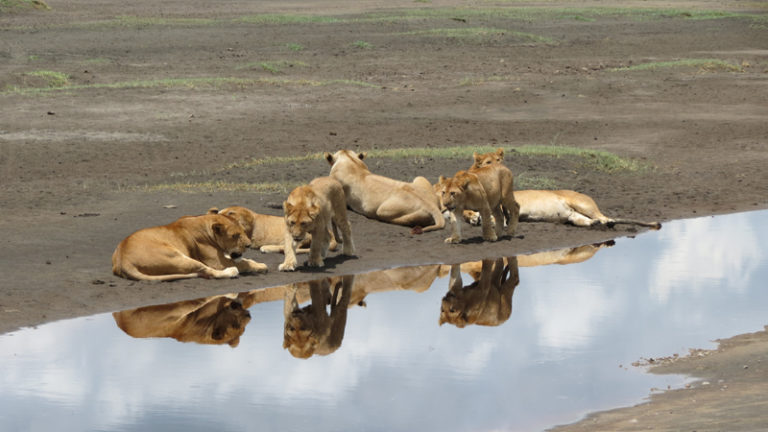 lions-bord-eau