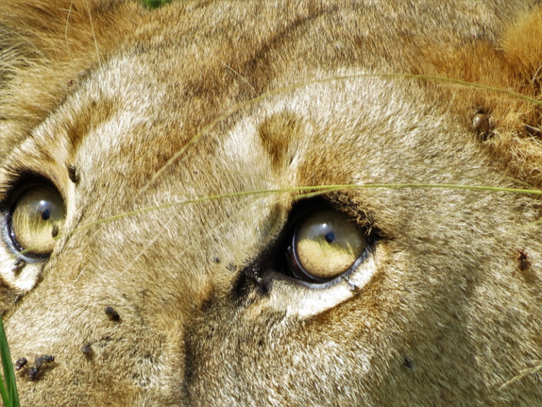 oeil-lion