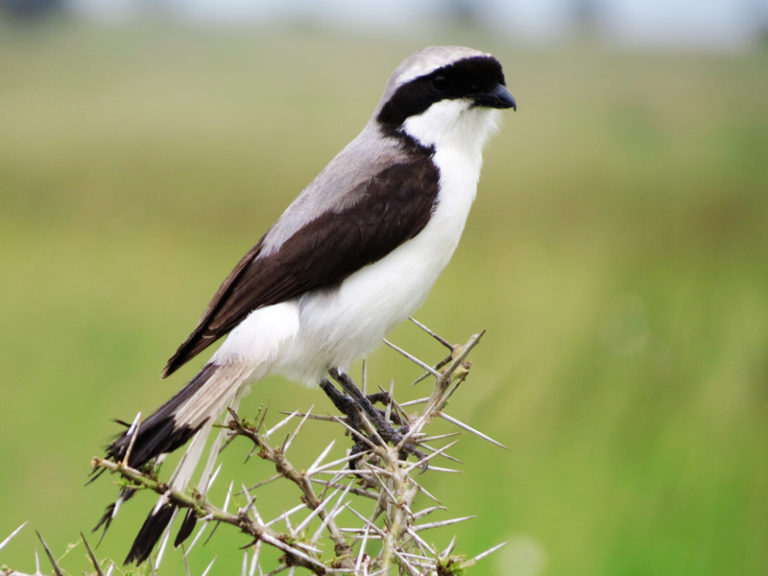 oiseau-blanc-noir