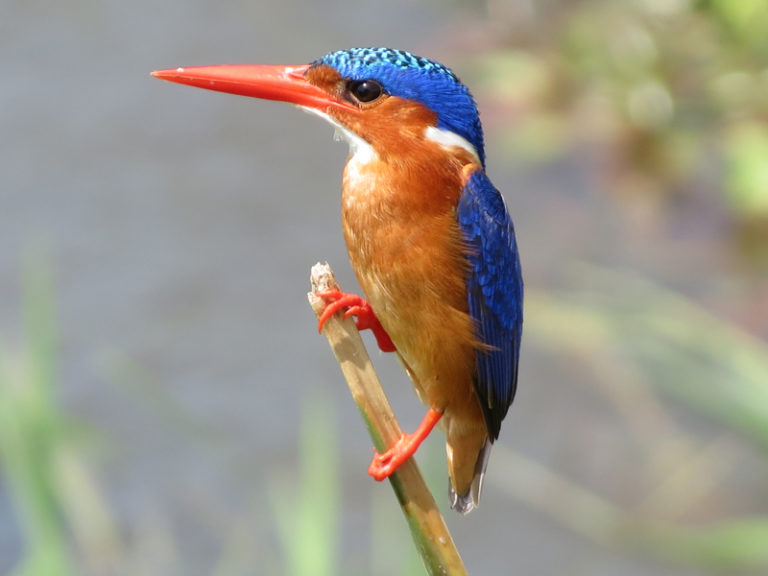 oiseau-colore