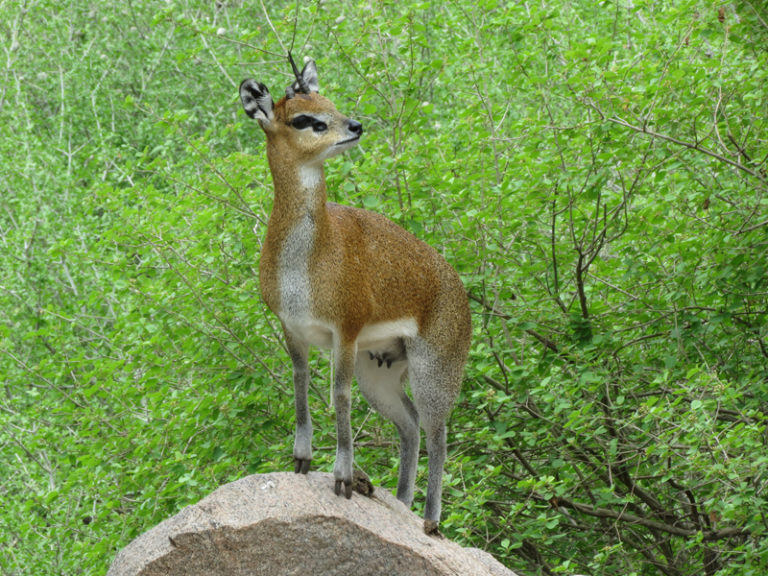 petite-gazelle