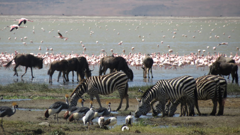 savane-bord-eau