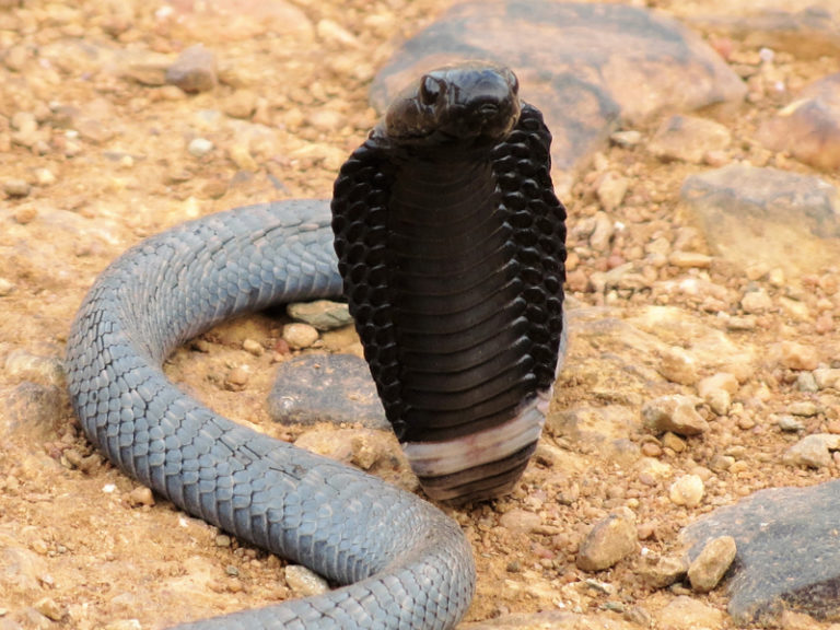 serpent-cobra