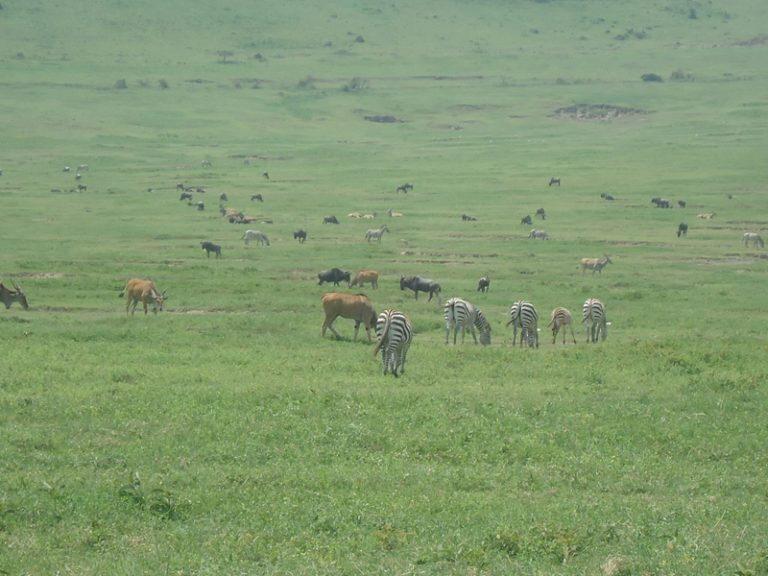 zebres-savane